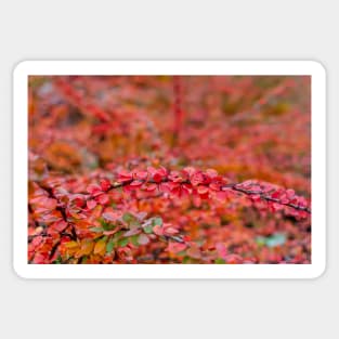 Autumn background of barberry bush leaves Sticker